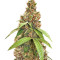 Graines de cannabis Apollo XX (Brothers Grimm Seeds)