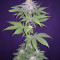 Auto Ghost OG Seeds
