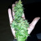 Auto Super Skunk (Auto Skunk) (Original Sensible Seeds)