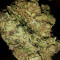 Cheese feminized seeds (Big Buddha Seeds)