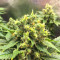 Black Jack Seeds