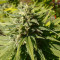 CBD Caramel Seeds