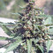 CBD Lemon Potion Auto Seeds