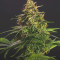 Chem-Bomb Auto Seeds