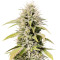 Cookies and Cream Strain