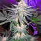 Critical Mass Seeds (Mr. Nice Seedbank)