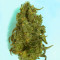 Graines de cannabis Five-O (Blackskull Seeds)