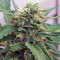 Gorilla (Gorilla Glue #4) (Expert Seeds)