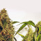 Jack Herer feminized seeds (Sensi Seeds)