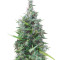 Lebanese Regular strain
