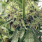 Moonshine’s Ghost Train Haze Seeds