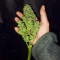 Original Auto Skunk (Fast Buds)