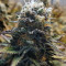 Original Glue (Nirvana Seeds)