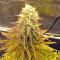 Graines de cannabis Peyote Purple Regular (CannaBioGen)