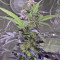 Ripper Haze (Ripper Seeds)