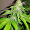 Graines de cannabis Sherbet (Seedstockers)