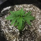 South Mountain Cheese seeds