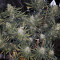 JillyBean Seeds