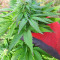 Super Skunk Autoflower (Seedstockers)