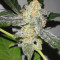 Supercheese (Positronics Seeds)