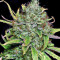 Sweet Pure Auto CBD (Sweet Seeds)