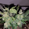 Tyrone Special Auto (Mephisto Genetics)