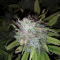 Z Glue feminized seeds (Expert Seeds)