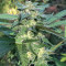 Bruce Banner feminized seeds (Flavour Chasers Seeds)
