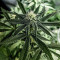 Cindy 99 (BlimBurn Seeds)