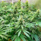 GG #4 Original Glue Fast Version เมล็ดพันธุ์สตรี (EGS)