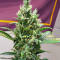 Kosher Kush 66 Autoflower Feminized Seeds (Easy Grow Seeds)