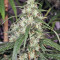 Graines de cannabis Mekong High (Dutch Passion)