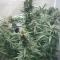 Achetez des graines féminisées Purple Juice Auto par Herbies Seeds