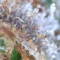 Blackberry Moonrocks Seeds (AlphaFem Seeds) - Cannabis Strain Seeds for Sale