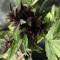 Sementes feminizadas CBD Auto Blackberry Kush para venda