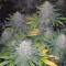 Vente de graines de cannabis Glookies (Barney's Farm)