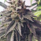 Sementes de maconha Triple G fem para venda