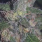 Shogun feminized seeds for sale: information and reviews