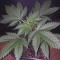 Do-Si-Dos OG Seeds - Cannabis Strain Seeds for Sale