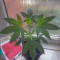 Buy Chempie feminized seeds by Ripper Seeds