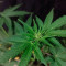 Runtz Muffin Seeds (Barney’s Farm)