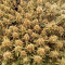 Do-Si-Dos OG Seeds - Cannabis Strain Seeds for Sale