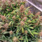 Purple Punch Seeds (Fast Buds) - Cannabis Strain Seeds for Sale