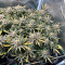 Vente de graines de cannabis Super Lemon Haze (GHS)