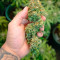 Amnesia Seeds (Seedstockers) - Cannabis Strain Seeds for Sale