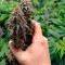 White Widow feminized seeds for sale by Seedstockers