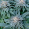Cookies USA Seeds