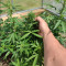 Achetez des graines féminisées Godzilla Original Glue GG#4 par Herbies Seeds