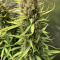 Auto Orange Bud Seeds (Dutch Passion) - Cannabis Strain Seeds for Sale