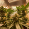 Critical Kush Seeds (Barney's Farm)